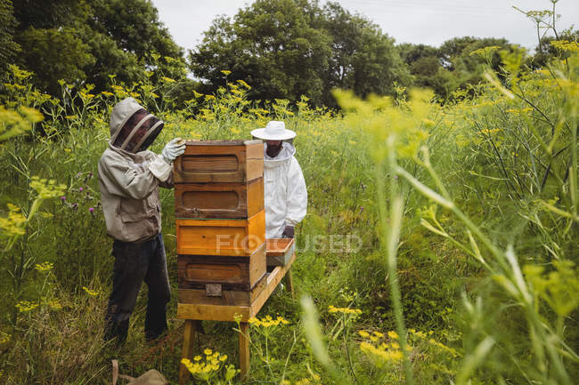 Apiculteurs enlevant les rayons de miel de la ruche dans le champ — Photo de stock