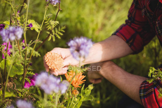 Обрезанное изображение пчеловода, осматривающего красивые лавандовые цветы в поле — стоковое фото
