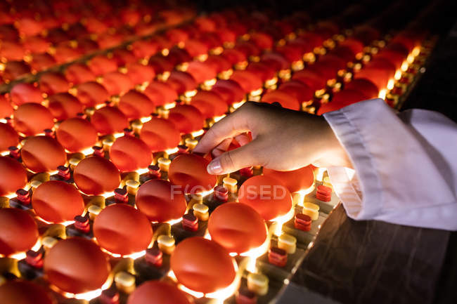 Abgeschnittenes Bild eines Arbeiters, der die Qualität von Eiern in der Beleuchtungskontrolle einer Eierfabrik untersucht — Stockfoto