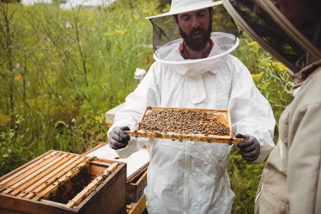 Beekeepers holding and examining beehive in field — beekeeping, hive ...