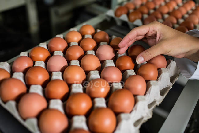 Кадроване зображення жіночий персонал, вивчаючи яйця яйця заводі — стокове фото