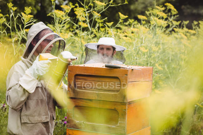 Apicultores que fuman abejas en el campo - foto de stock