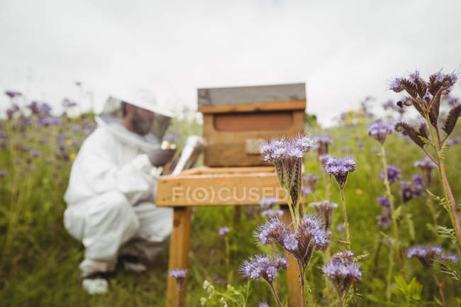 Бджоляр використовує курця бджіл у полі — стокове фото