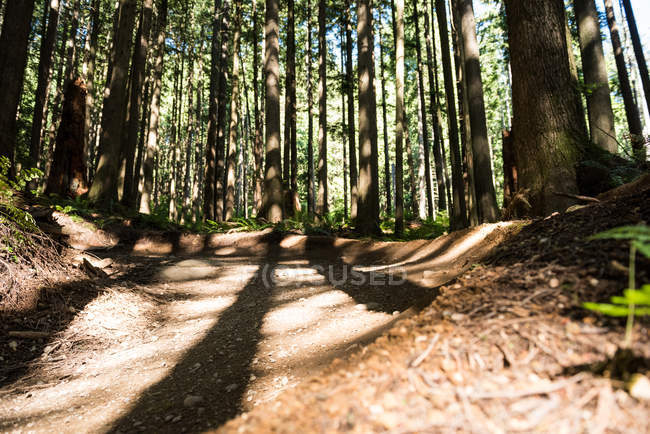 Мальовничий вид на красивий ліс на сонячному світлі — стокове фото