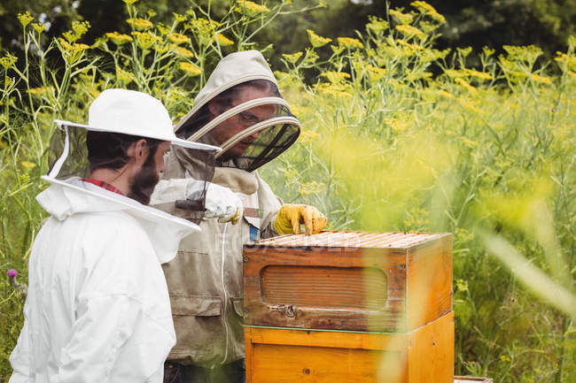 Apiculteurs enlevant les rayons de miel de la ruche dans le champ — Photo de stock