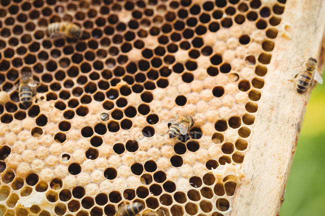 Primo piano della cornice di api mellifere ricoperta di api — Foto stock