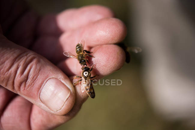 Крупним планом пасічник тримає медоносних бджіл — стокове фото