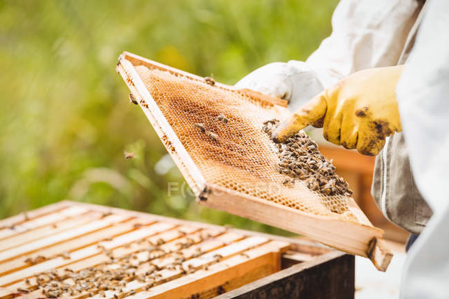 Обрезанное изображение пчеловодов, держащих и осматривающих улей в поле — стоковое фото
