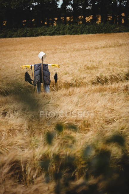 Épouvantail dans le champ de blé par une journée ensoleillée — Photo de stock