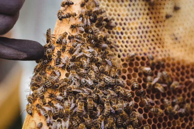 Обрезанное изображение пчеловода с медовой рамой — стоковое фото