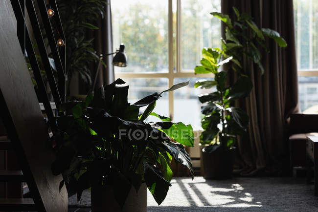 Pot plant in living room at home — Stock Photo