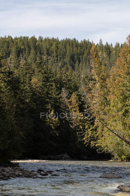 Річка і дерева в сонячний день — стокове фото
