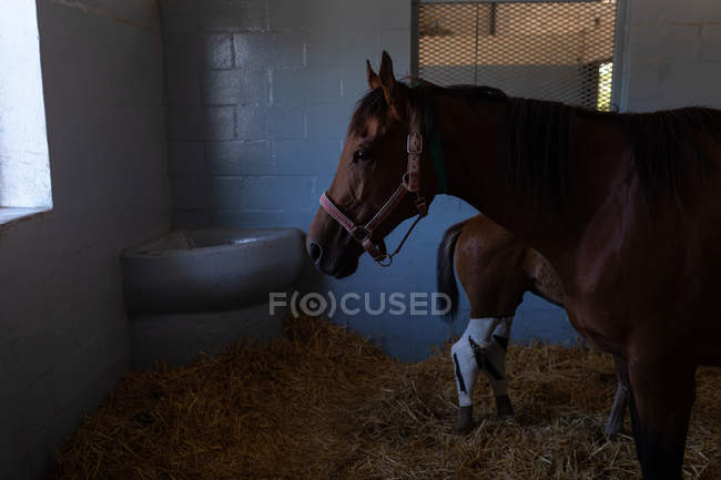Pferd mit Fohlen in Tierklinik — Stockfoto