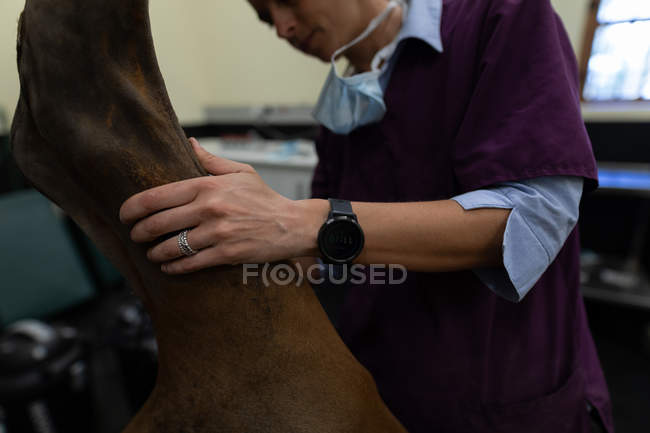 Chirurgien examinant un cheval en salle d'opération à l'hôpital — Photo de stock