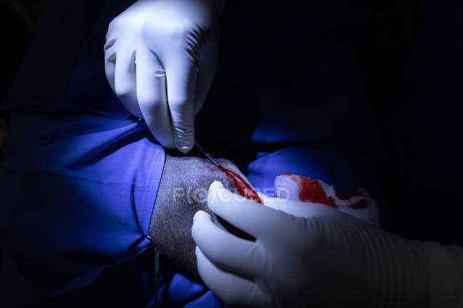 Хірург, що керує собакою в операційному театрі в лікарні тварин — стокове фото