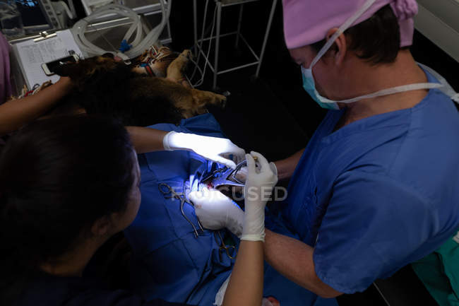 Chirurgiens opérant un chien en salle d'opération à l'hôpital des animaux — Photo de stock