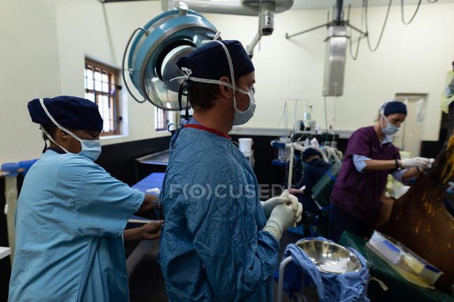 Surgeons operating a horse in operation theatre at hospital — Stock Photo