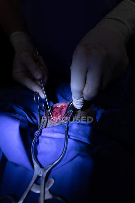 Surgeon operating a dog in operation theatre at animal hospital — Stock Photo