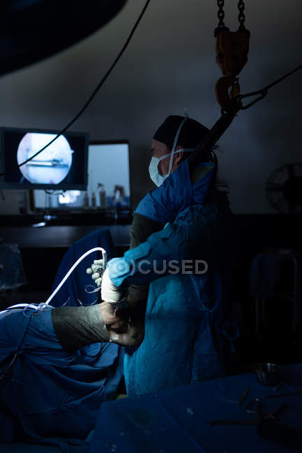 Chirurgo che esamina un cavallo in sala operatoria in ospedale — Foto stock