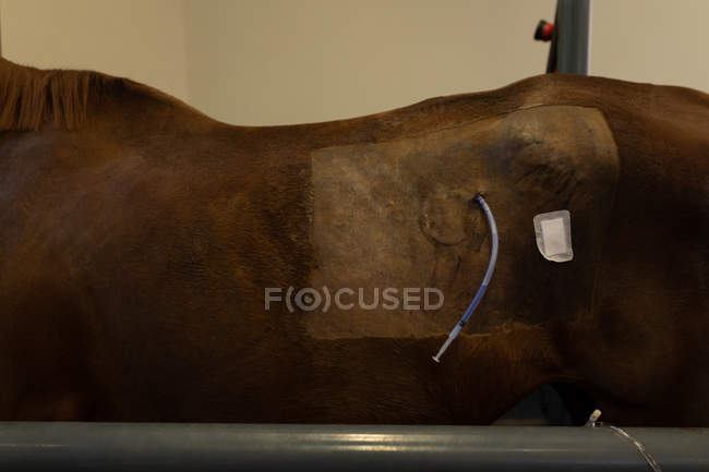 Крупним планом коня, який отримує внутрішньовенну терапію в лікарні — стокове фото