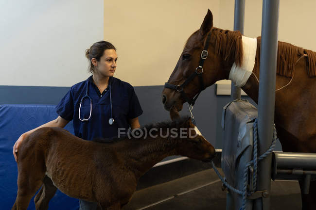 Medico donna in piedi con cavallo e puledro in ospedale — Foto stock