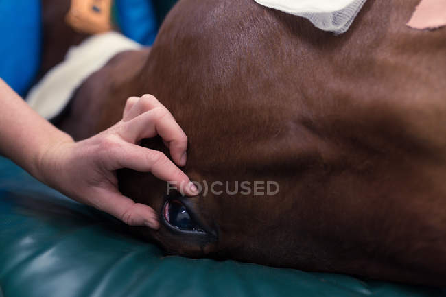 Female surgeon examining a horse in operation theatre at hospital — Stock Photo