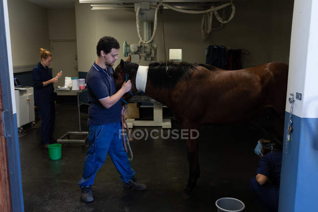 Equipo médico examinando caballo en hospital animal - foto de stock
