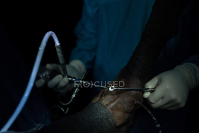 Cirujano examinando un caballo en quirófano en el hospital - foto de stock