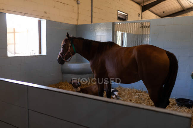 Кінь з лоша в лікарні тваринного — стокове фото