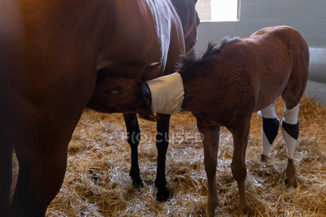 Horse feeding milk to foal in animal hospital — Stock Photo