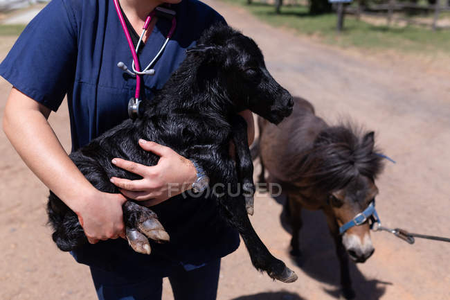 Medizinische Teams gehen an einem sonnigen Tag mit jungen Pferden in der Nähe des Bauernhofes spazieren — Stockfoto
