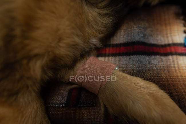 Crepe bandage on a dog tail in animal hospital — Stock Photo