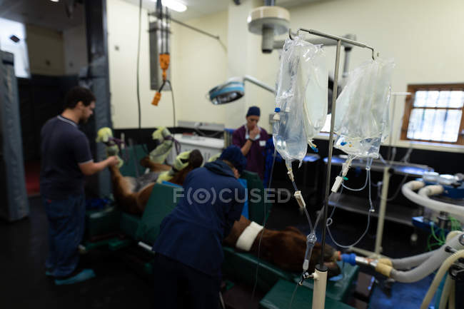 Chirurghi che manovrano un cavallo in sala operatoria in ospedale — Foto stock