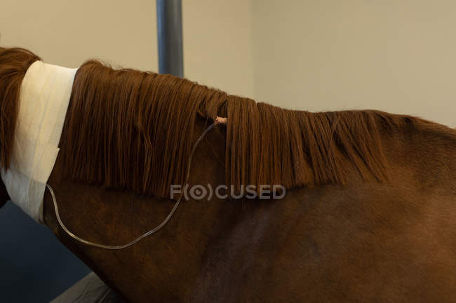 Крупный план лошади, получающей внутривенную терапию в больнице — стоковое фото