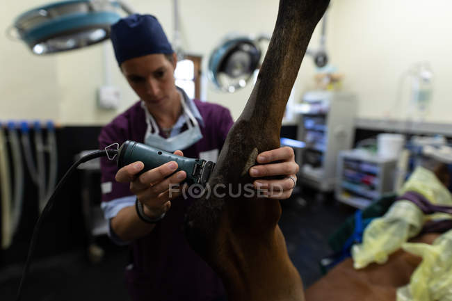 Cirurgião usando máquina de aparador em cavalo no hospital animal — Fotografia de Stock