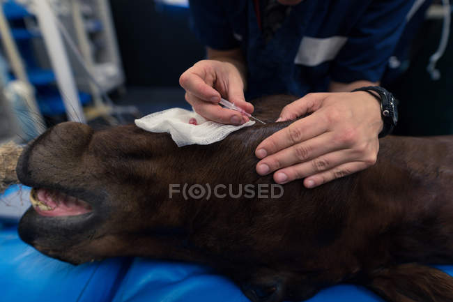 Nahaufnahme einer Chirurgin, die ein Pferd im Operationssaal operiert — Stockfoto