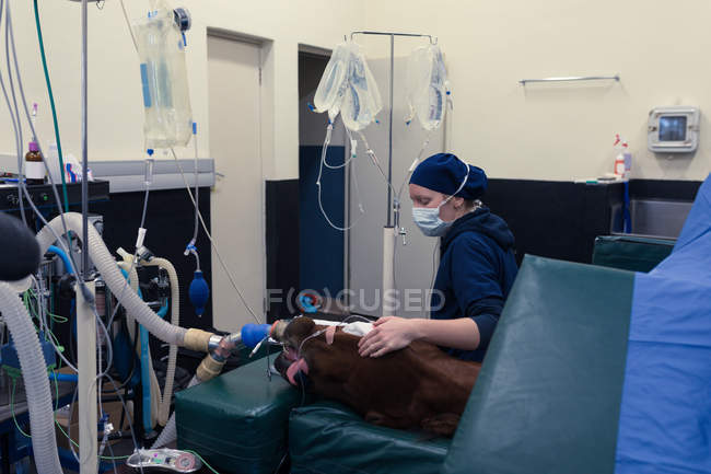 Chirurgo donna che esamina un cavallo in sala operatoria in ospedale — Foto stock