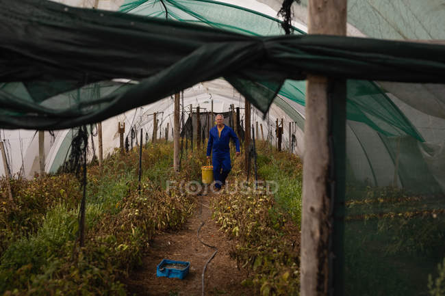 Вид спереди на старшего кавказского фермера, несущего ведро помидоров в теплице на ферме — стоковое фото