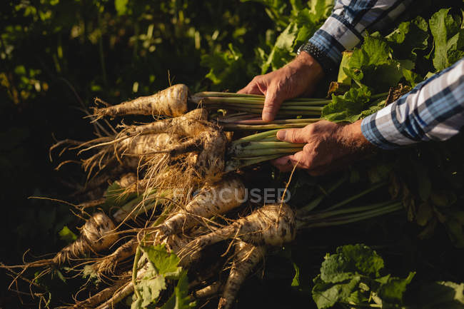 Vista de ángulo alto del agricultor macho sosteniendo rábano cosechado en un día soleado - foto de stock