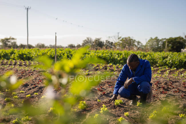 Vue de face du beau fermier afro-américain examinant la plante de radis dans le champ par une journée ensoleillée — Photo de stock