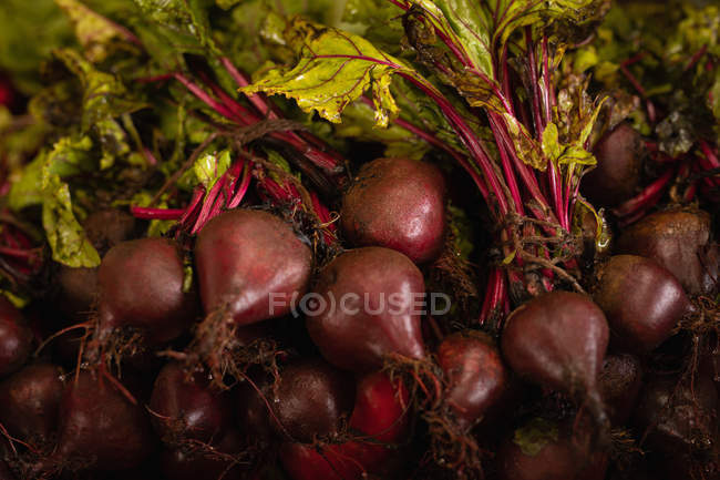 Vista ravvicinata di un mazzo di barbabietole rosse fresche — Foto stock