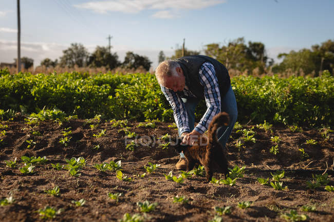 Front view of senior Caucasian male farmer petting cat in the radish field at farm on a sunny day — Stock Photo