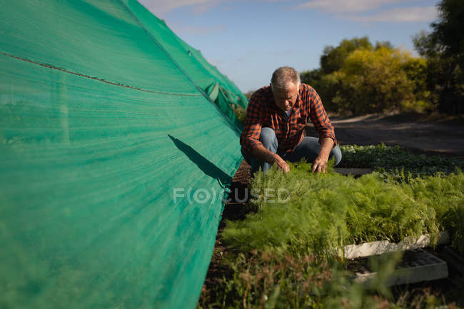 Frontansicht eines älteren kaukasischen männlichen Bauern, der an einem sonnigen Tag die Ernte vom Feld auf dem Bauernhof abholt — Stockfoto