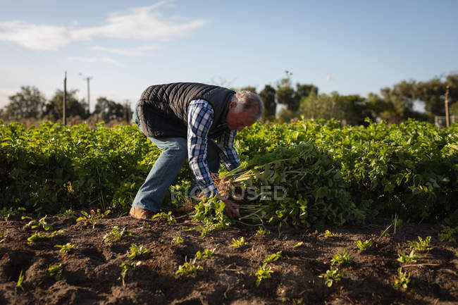 Vista lateral do agricultor masculino caucasiano sénior exploração colhido rabanete em um dia ensolarado — Fotografia de Stock