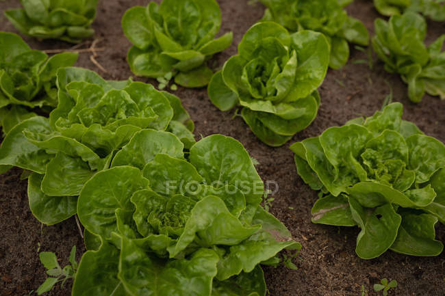 Close-up view of fresh leaves of cauliflower vegetable plant in field — Stock Photo