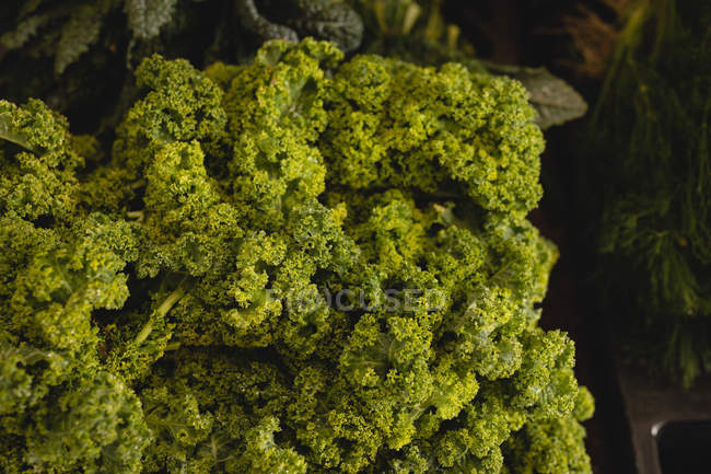 Vista da vicino di un mucchio di cavolo verde fresco trovato in azienda — Foto stock