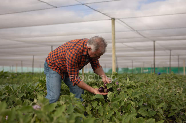 Vista lateral de un agricultor caucásico mayor mirando las plantas de berenjena mientras está de pie en el invernadero en la granja - foto de stock