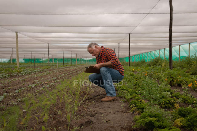Seitenansicht eines leitenden kaukasischen männlichen Bauern, der die Aufzeichnung der Pflanzen auf Klemmbrett im Gewächshaus aufrechterhält — Stockfoto