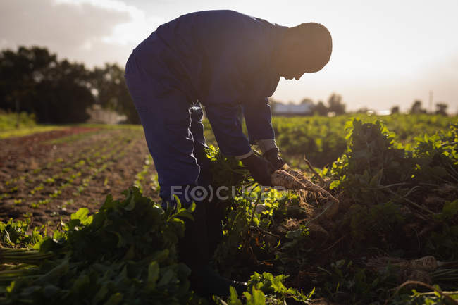 Vista lateral de un joven agricultor afroamericano sosteniendo rábano cosechado en un día soleado - foto de stock