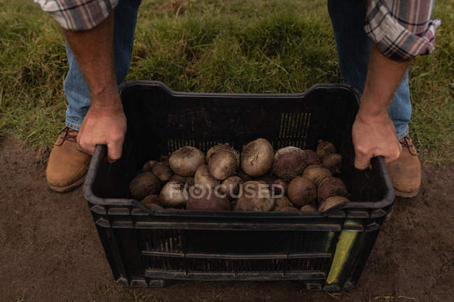 Low section of male farmer holding basket of harvested beetroot in farm — Stock Photo